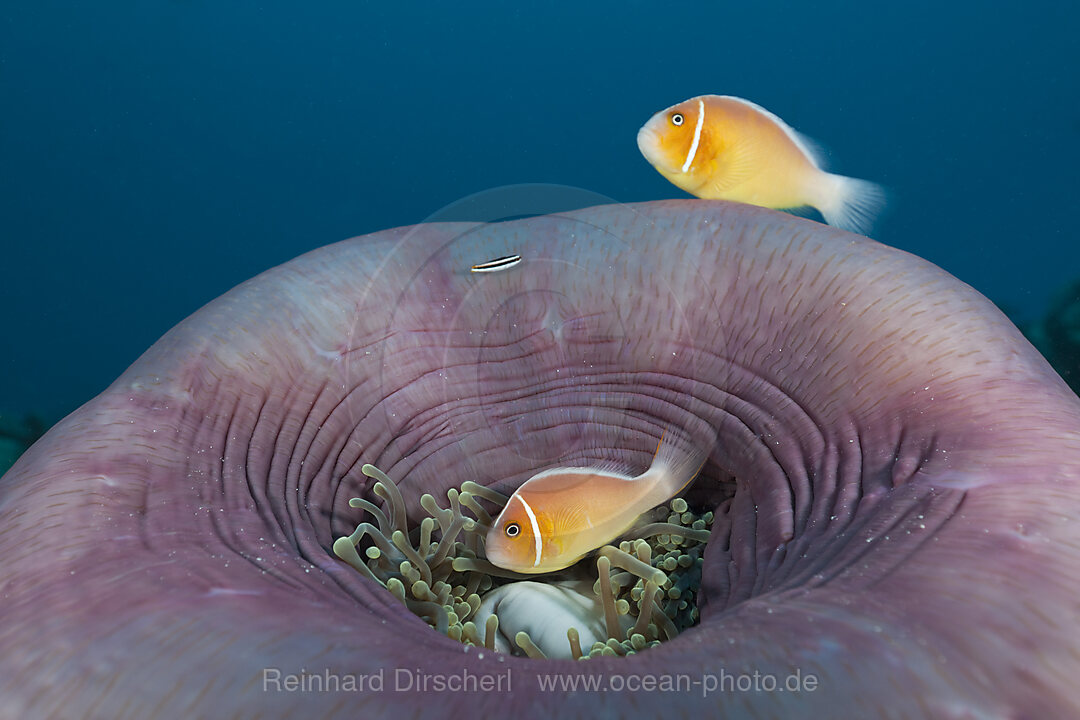 Halsband-Anemonenfische in Prachtanemone, Amphiprion perideraion Heteractis magnifica, German Channel Mikronesien, Palau