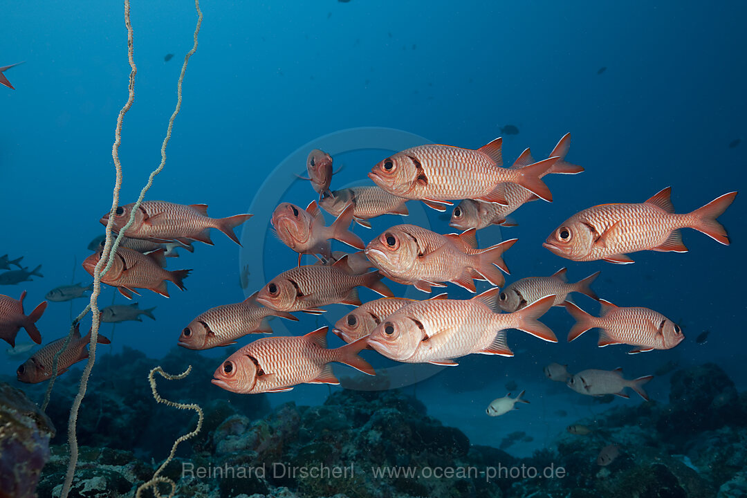 Schwarm Weisssaum-Soldatenfische, Myripristis murdjan, German Channel Mikronesien, Palau