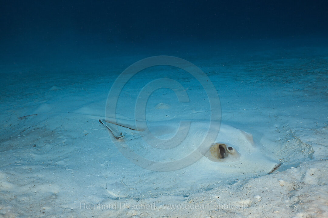 Feathertail Sting Ray, Pastinachus sephen, German Channel Micronesia, Palau