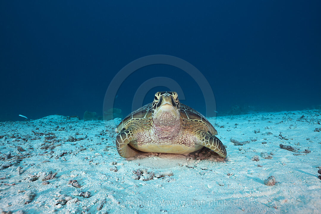 Green Turtle, Chelonia mydas, German Channel Micronesia, Palau