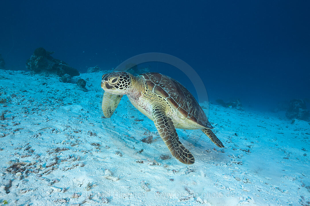 Gruene Meeresschildkroete, Chelonia mydas, German Channel Mikronesien, Palau