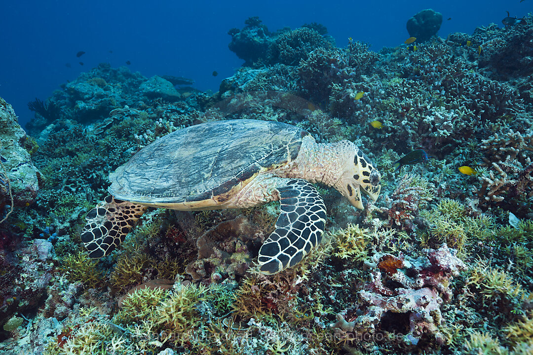 Fressende Echte Karettschildkroete, Eretmochelys imbricata bissa, German Channel Mikronesien, Palau