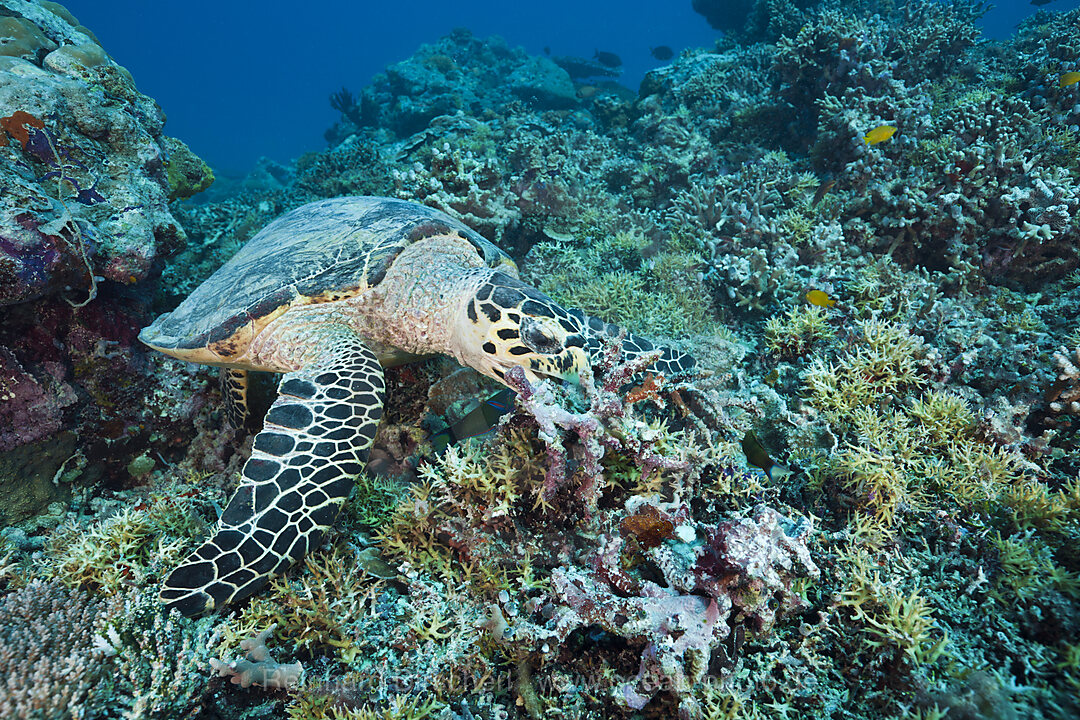 Feeding Hawksbill Turtle, Eretmochelys imbricata bissa, German Channel Micronesia, Palau