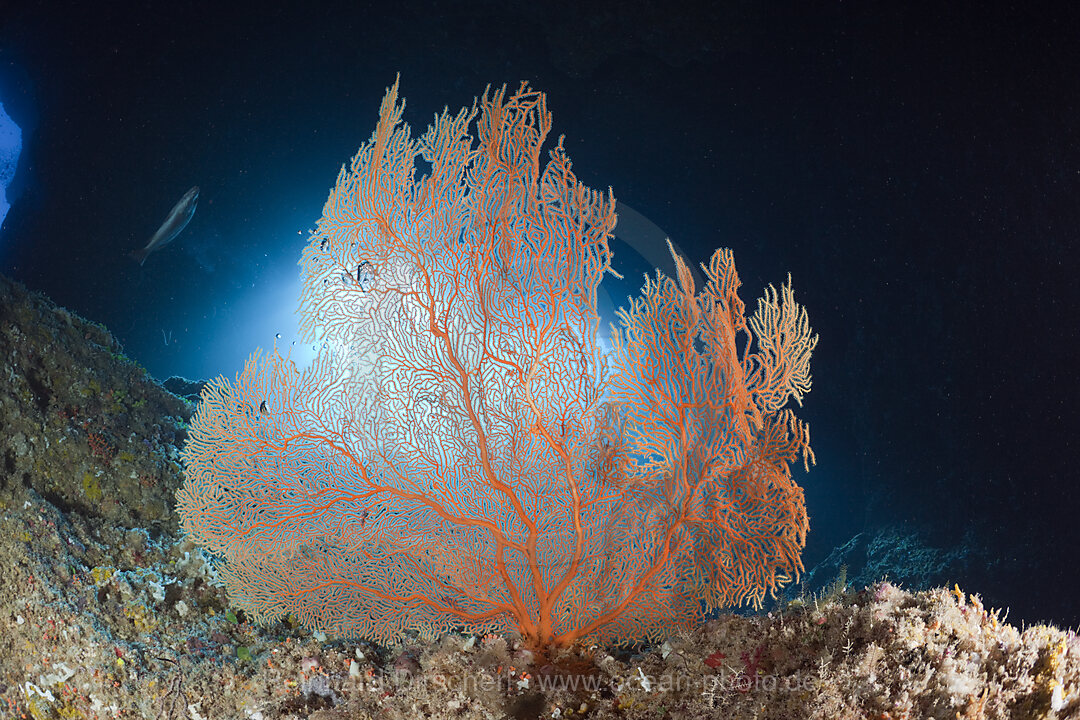 Seefaecher am Eingang der Blue Hole Unterwasserhoehle, Mikronesien, Palau