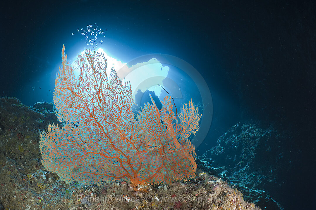 Seefaecher am Eingang der Blue Hole Unterwasserhoehle, Mikronesien, Palau