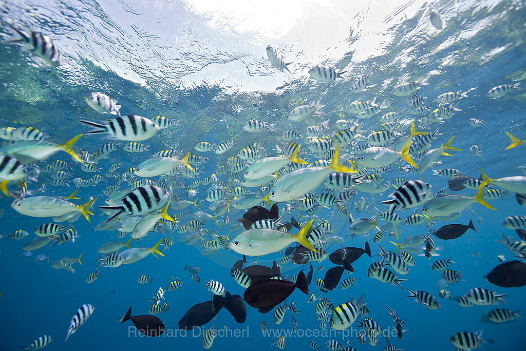 Colorfully schooling Fishes