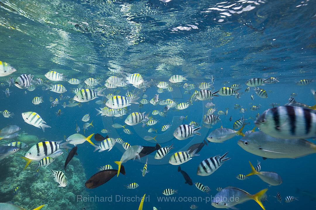 Colorfully schooling Fishes