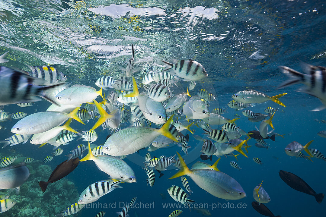Colorfully schooling Fishes