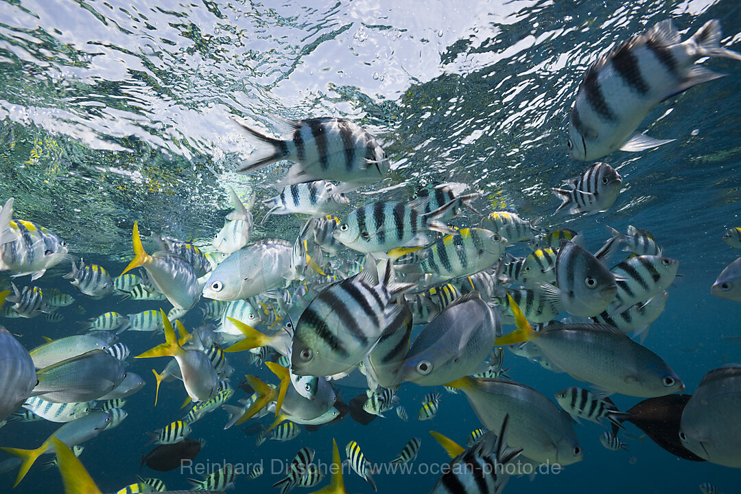 Colorfully schooling Fishes