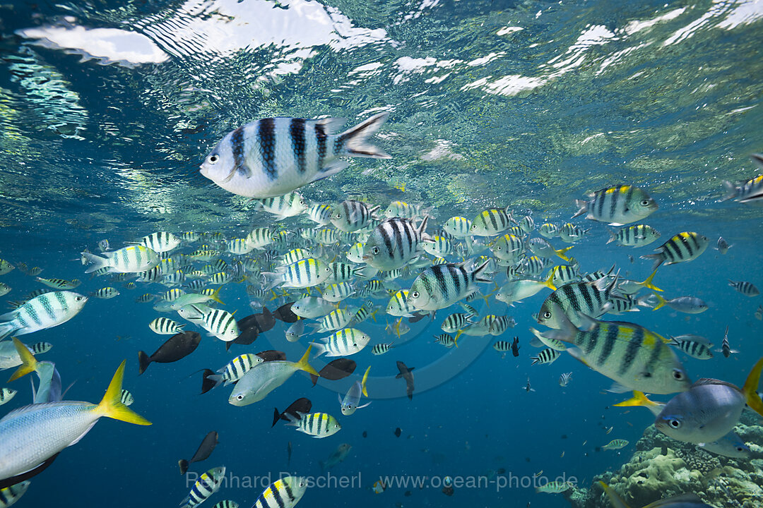 Schwarm Korallenfische, Mikronesien, Palau