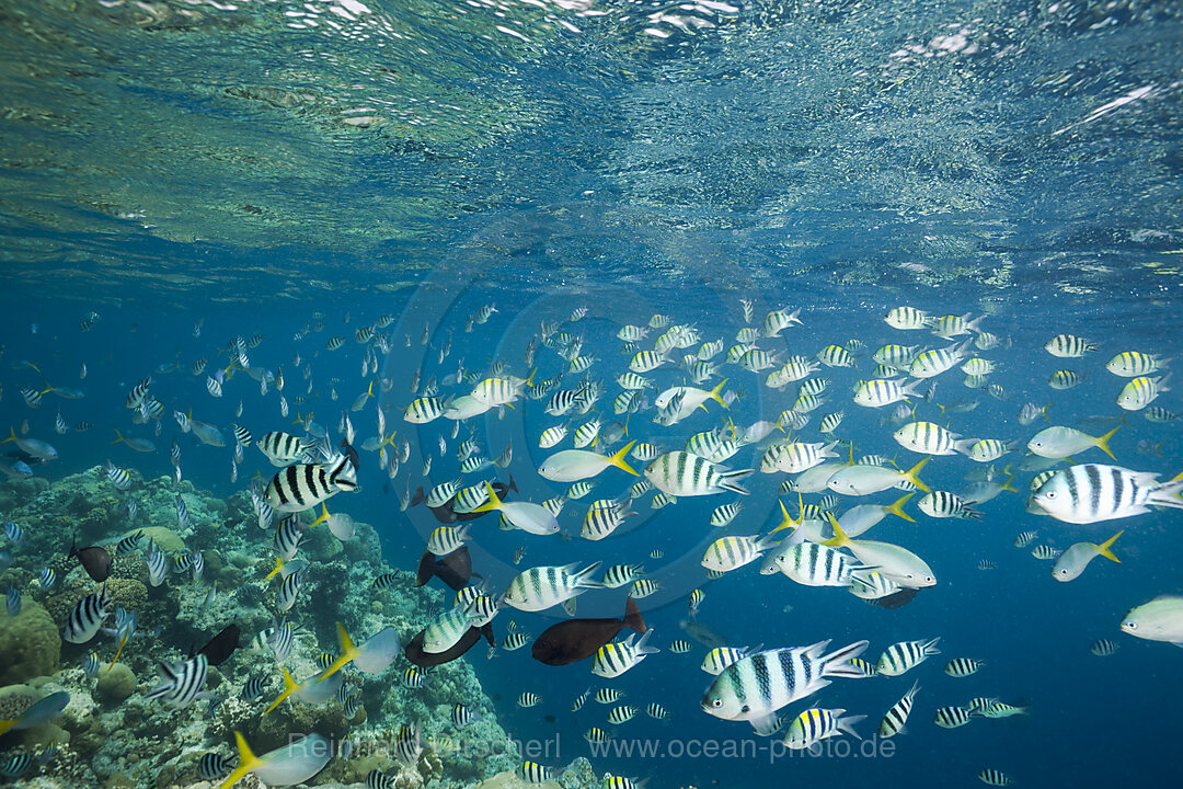 Schwarm Korallenfische, Mikronesien, Palau