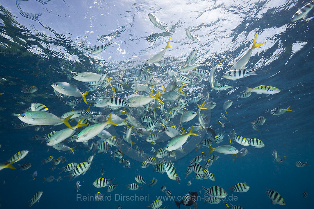 Schwarm Korallenfische, Mikronesien, Palau