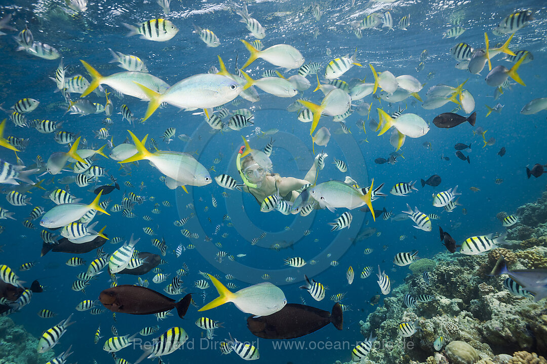 Schnorcheln in bunten Fischschwarm, Mikronesien, Palau