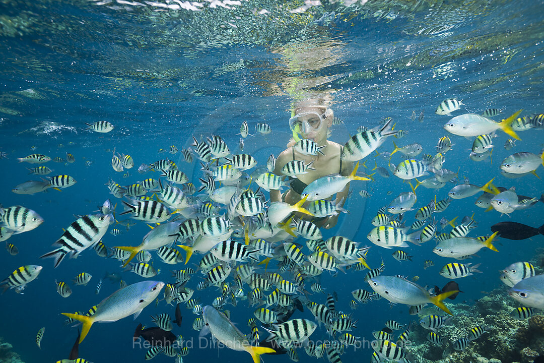 Schnorcheln in bunten Fischschwarm, Mikronesien, Palau