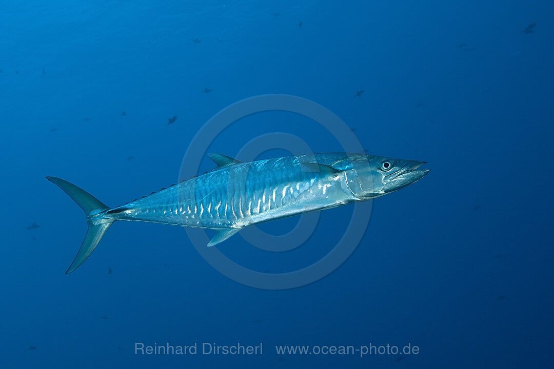 Wahoo
