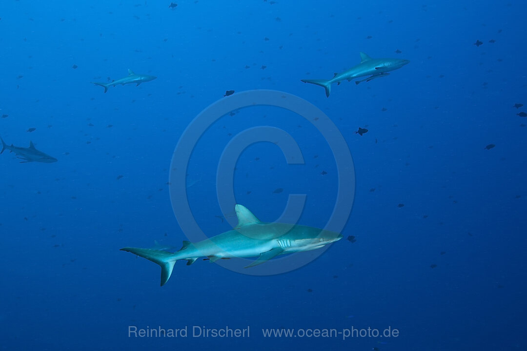 Graue Riffhaie, Carcharhinus amblyrhynchos, Blue Corner Mikronesien, Palau