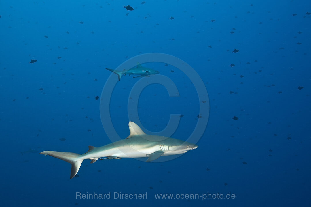 Grey Reef Sharks, Carcharhinus amblyrhynchos, Blue Corner Micronesia, Palau