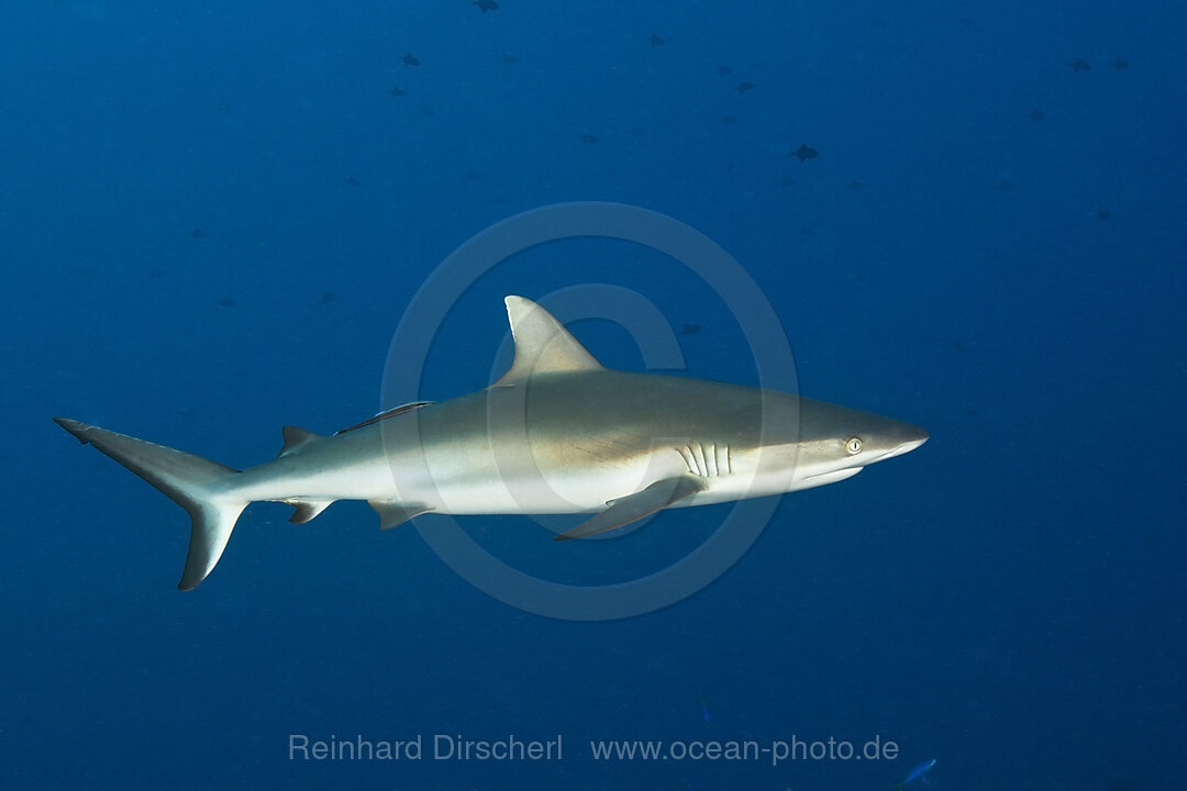 Grey Reef Shark