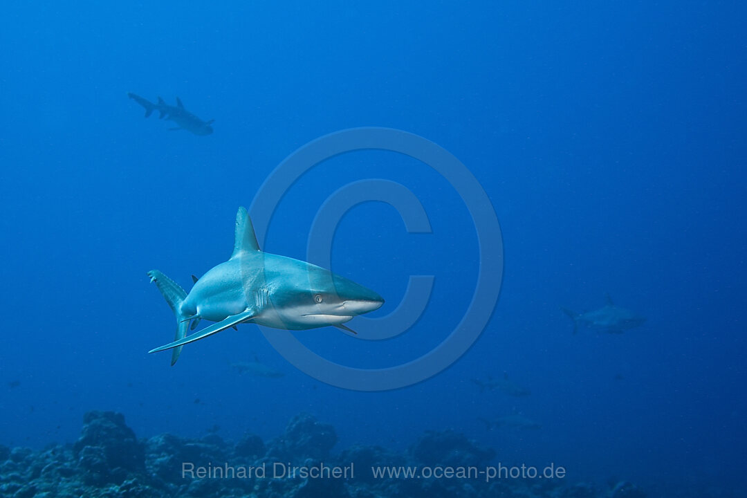 Grey Reef Shark, Carcharhinus amblyrhynchos, Blue Corner Micronesia, Palau