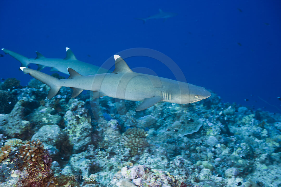 Whitetip Reef Sharks, Triaenodon obesus, Blue Corner Micronesia, Palau