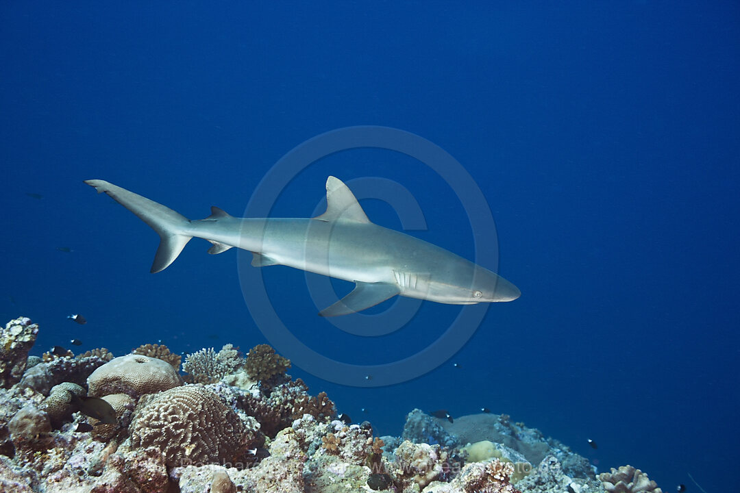 Grey Reef Shark