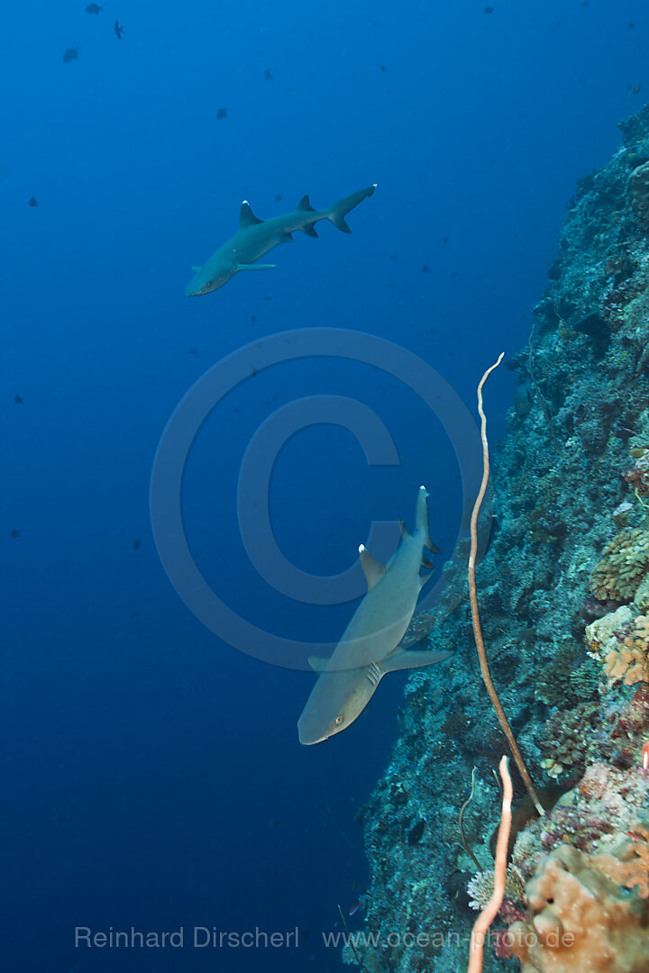 Weissspitzen-Riffhaie, Triaenodon obesus, Blue Corner Mikronesien, Palau