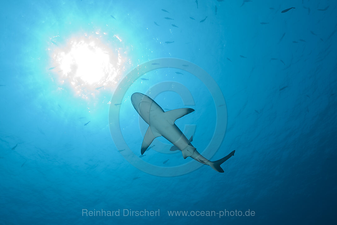 Grauer Riffhai im Gegenlicht, Carcharhinus amblyrhynchos, Blue Corner Mikronesien, Palau