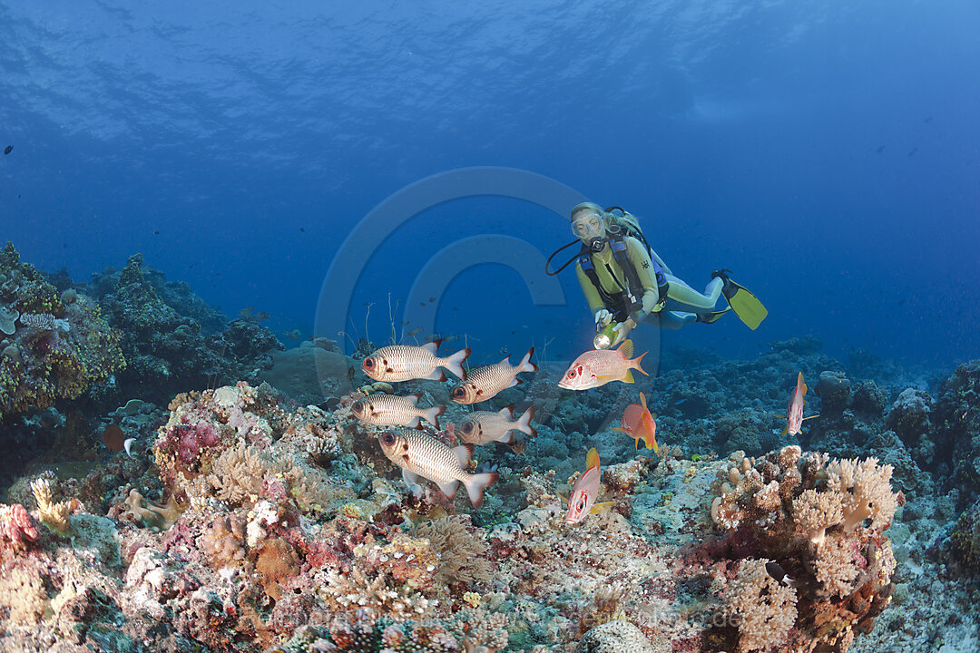 Diver and Bronze Soldierfishes and Squirrelfishes, Myripristis adusta Sargocentron spiniferum, Blue Corner Micronesia, Palau