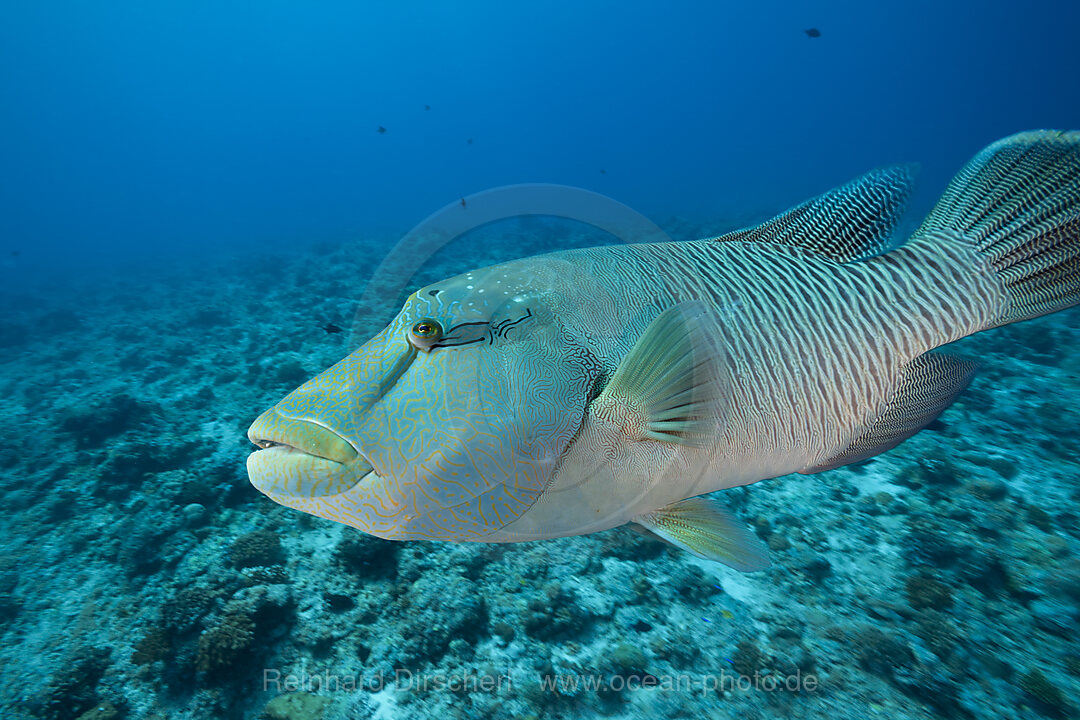 Humpback Wrasse, Cheilinus undulatus, Blue Corner Micronesia, Palau