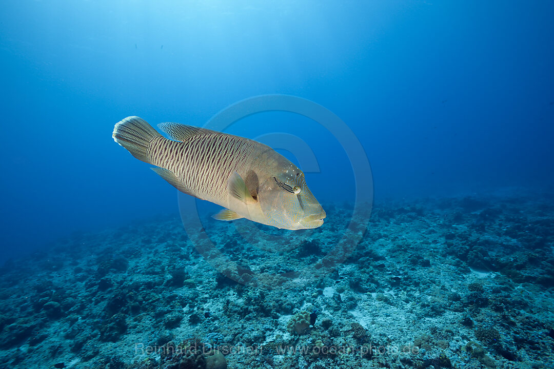 Humpback Wrasse, Cheilinus undulatus, Blue Corner Micronesia, Palau