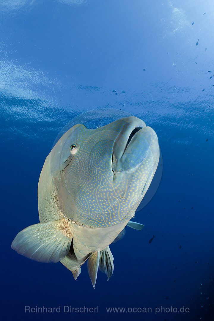 Napoleon Lippfisch