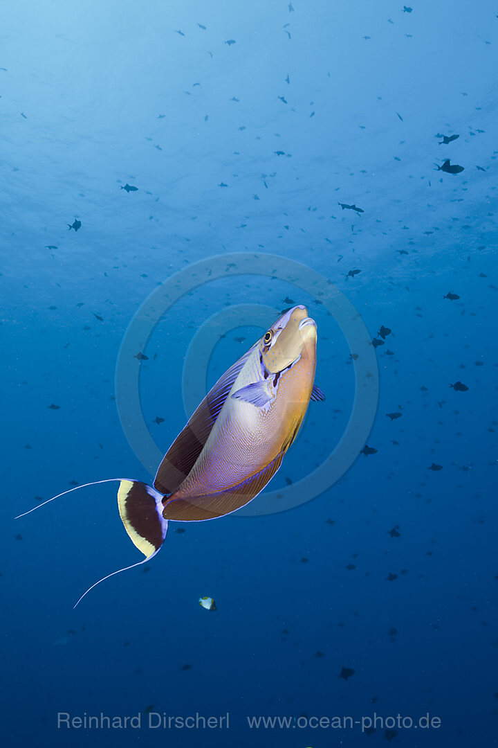 Masken-Nasendoktor, Naso vlamingii, Blue Corner Mikronesien, Palau