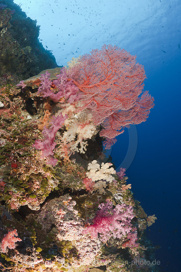 Buntes Korallenriff, Peleliu Wall Mikronesien, Palau