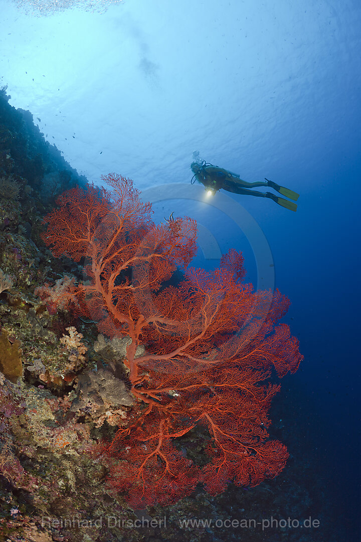 Diver and Sea Fan