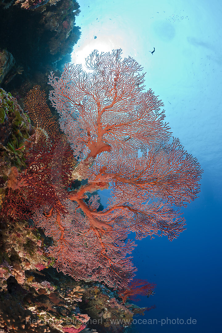 Riff mit Knotenfaecher, Melithaea, Peleliu Wall Mikronesien, Palau