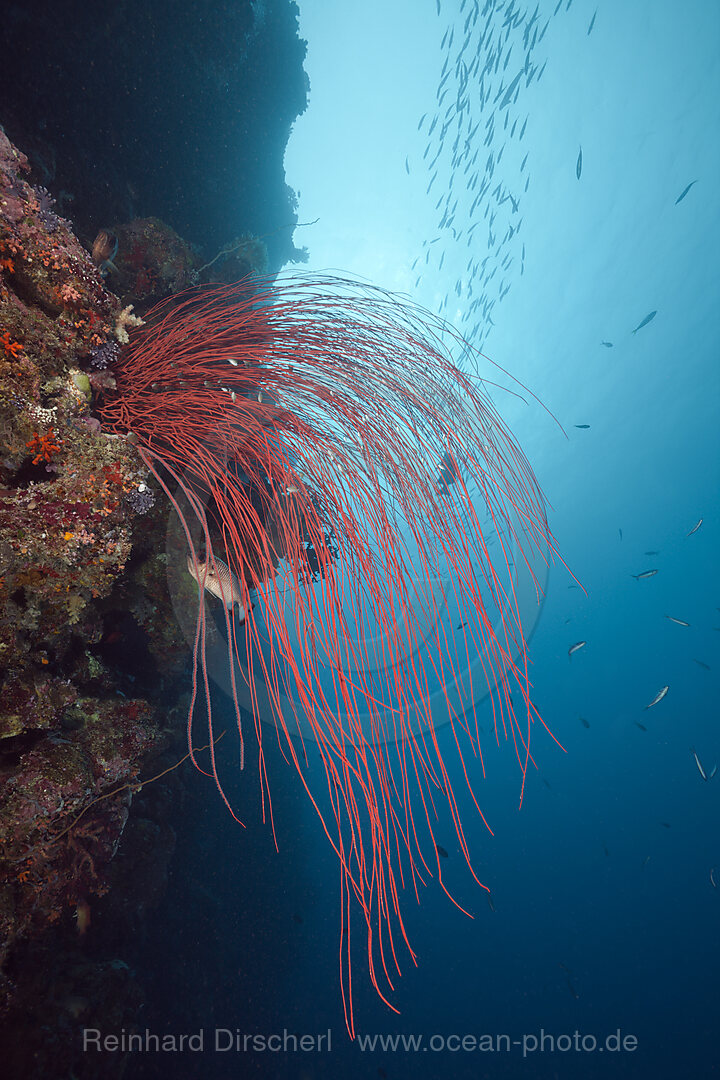 Red Whip Corals