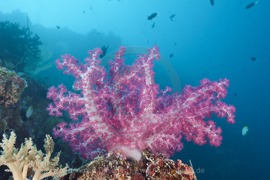 Pink Soft Coral