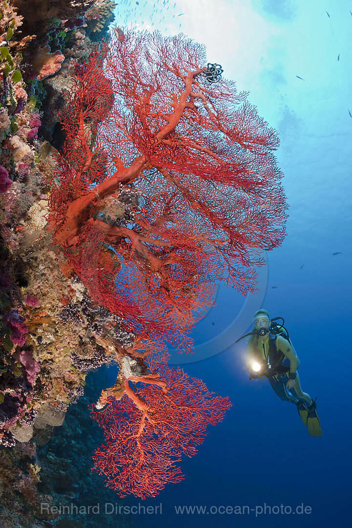 Taucher und Knotenfaecher, Melithaea, Peleliu Wall Mikronesien, Palau