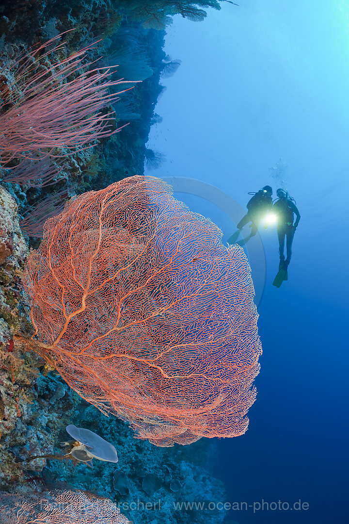 Riesenfaecher und Taucher, Annella mollis, Peleliu Wall Mikronesien, Palau