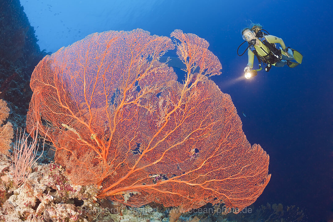 Riesenfaecher und Taucher, Annella mollis, Peleliu Wall Mikronesien, Palau