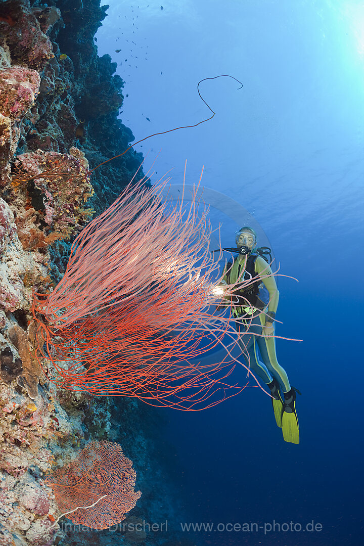 Ruten-Gorgonie und Taucher, Ellisella ceratophyta, Peleliu Wall Mikronesien, Palau