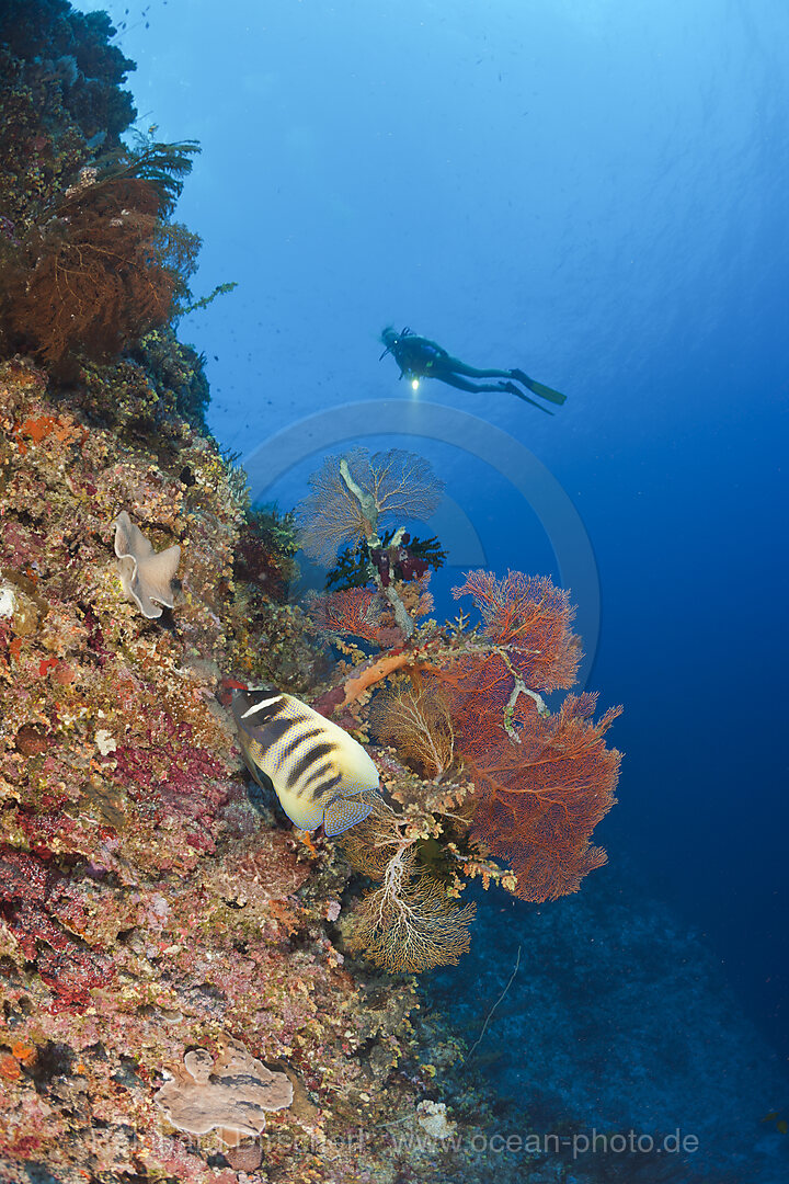 Coral Reef and Diver
