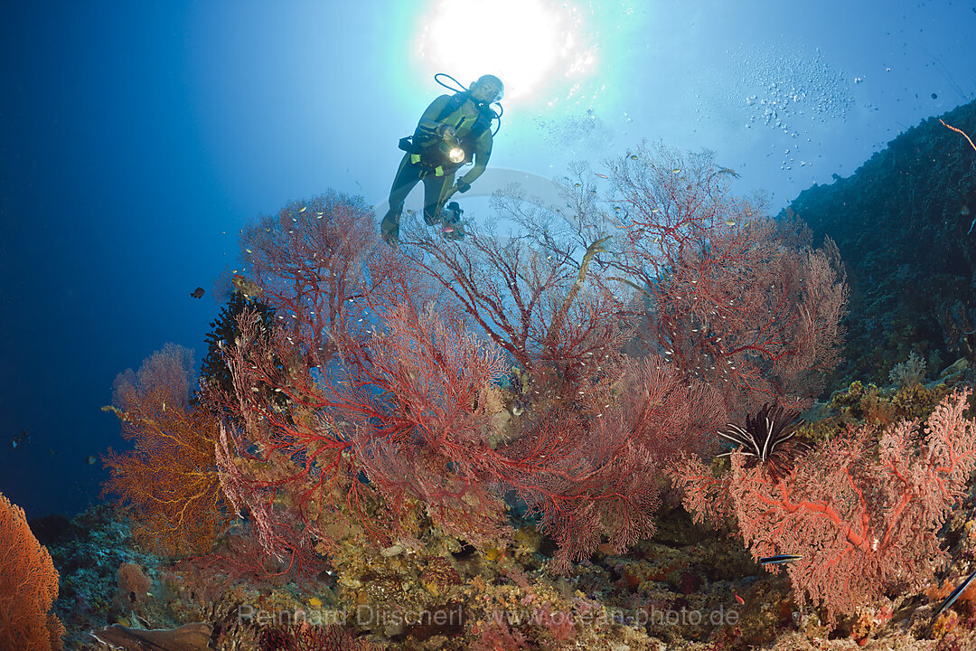 Knotenfaecher und Taucher, Melithaea, Peleliu Wall Mikronesien, Palau