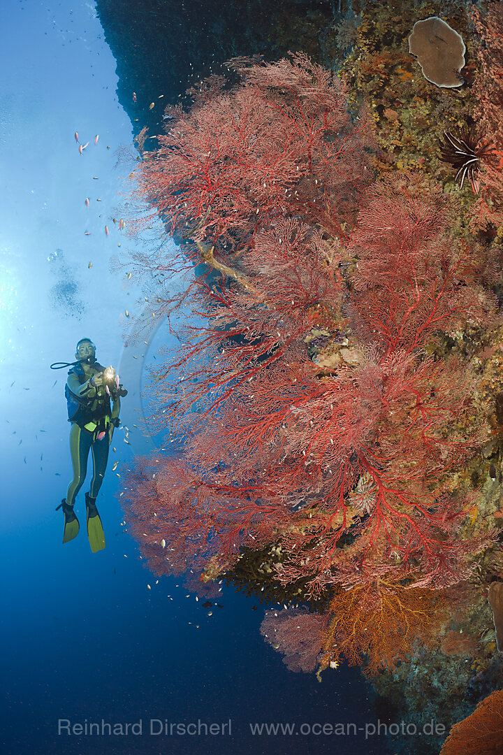 Sea Fan and Diver, Melithaea, Peleliu Wall Micronesia, Palau