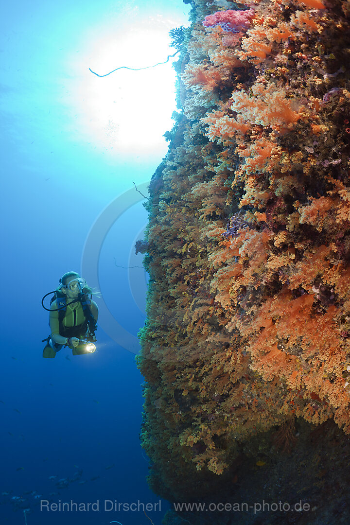 Taucher und bunte Weichkorallen an Steilwand, Nephtea, Peleliu Wall Mikronesien, Palau