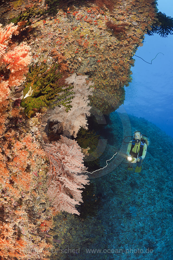 Bunte Weichkorallen an Steilwand und Taucher, Nephtea, Peleliu Wall Mikronesien, Palau