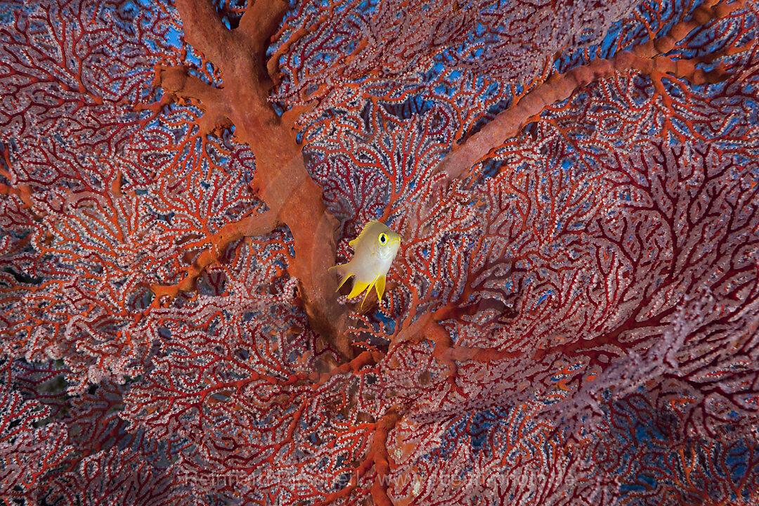 Golden Damsel and Sea Fan, Amblyglyphidodon aureus, Peleliu Wall Micronesia, Palau