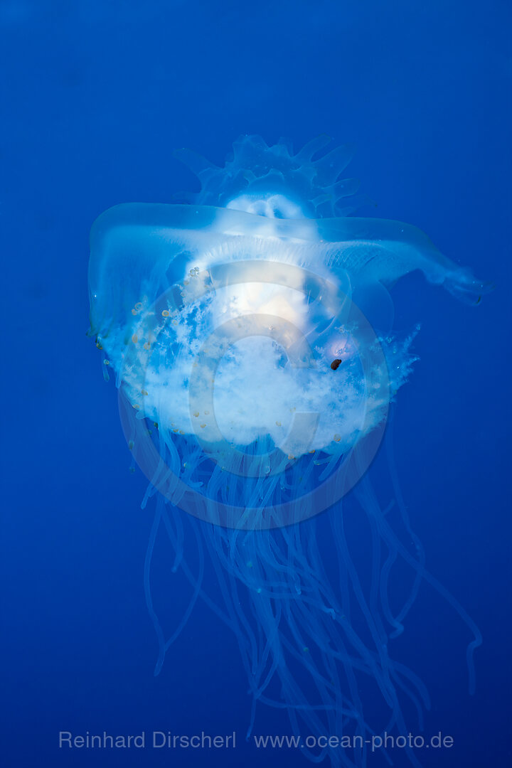 Transparente Kronenqualle, Netrostoma setouchina, Blue Corner Mikronesien, Palau