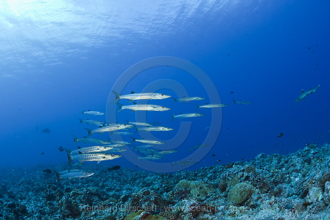 Blackfin Barradudas, Sphyraena qenie, Blue Corner Micronesia, Palau