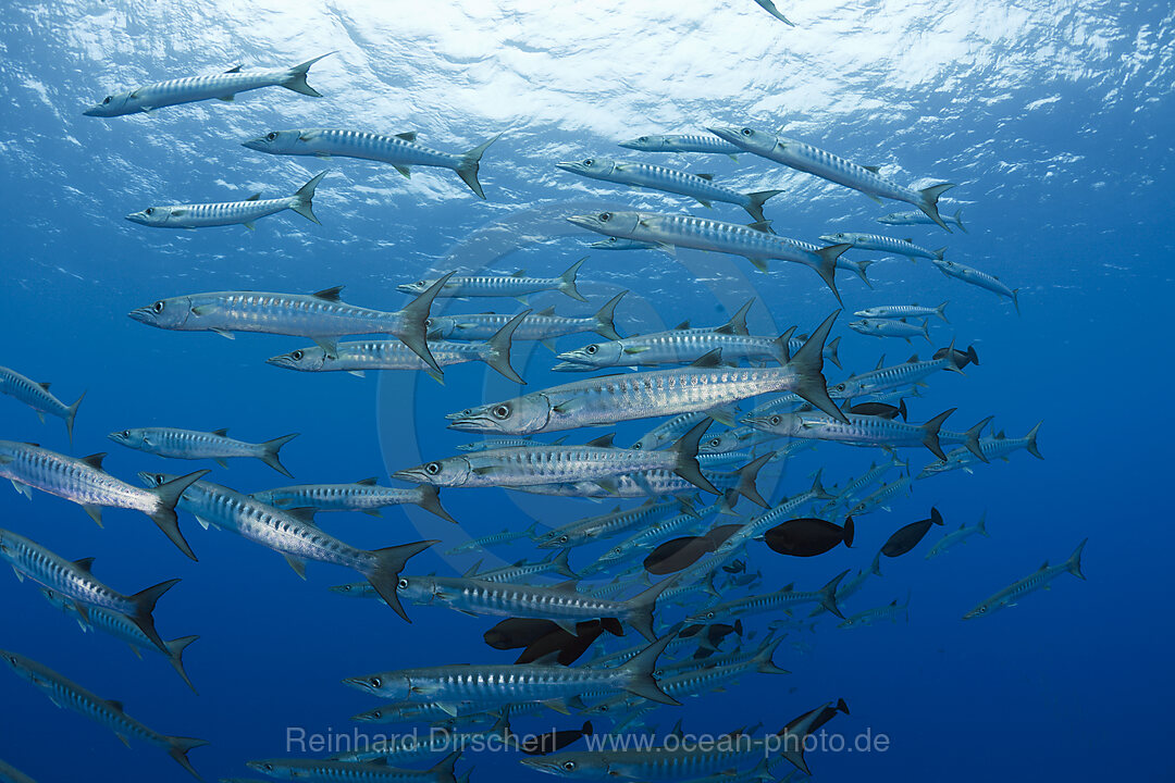 Blackfin Barradudas